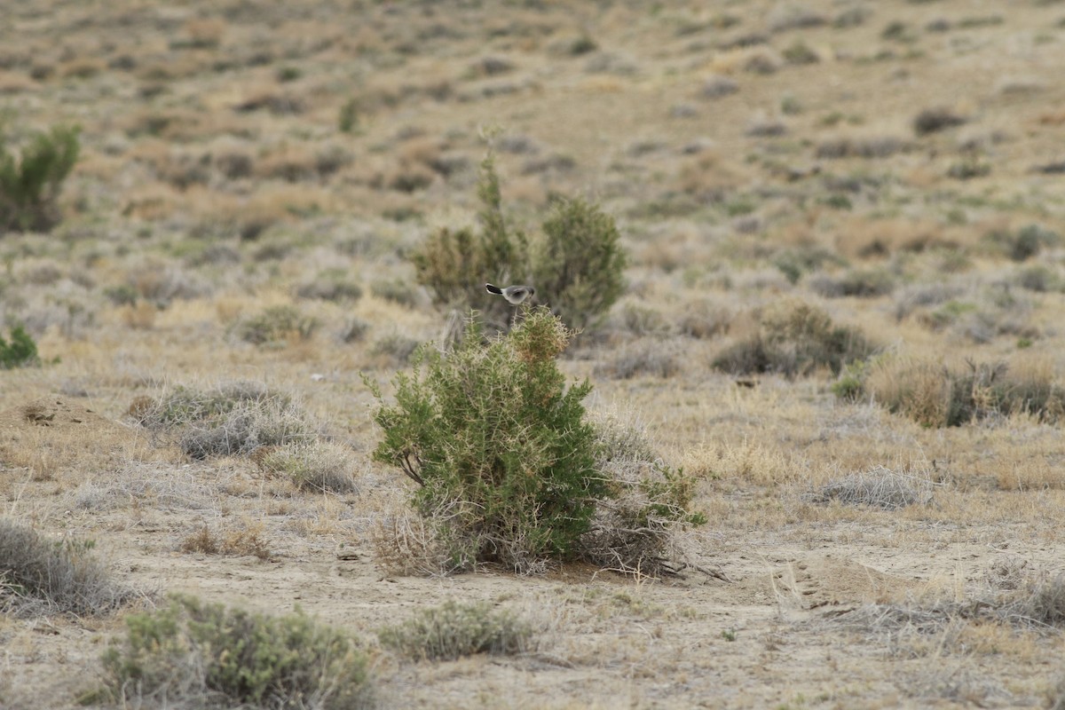 Loggerhead Shrike - ML647739076