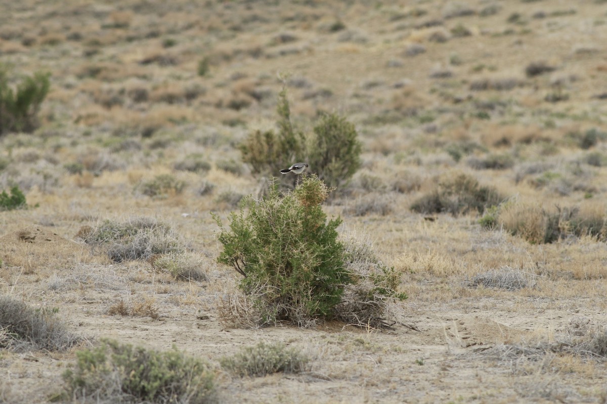 Loggerhead Shrike - ML647739077