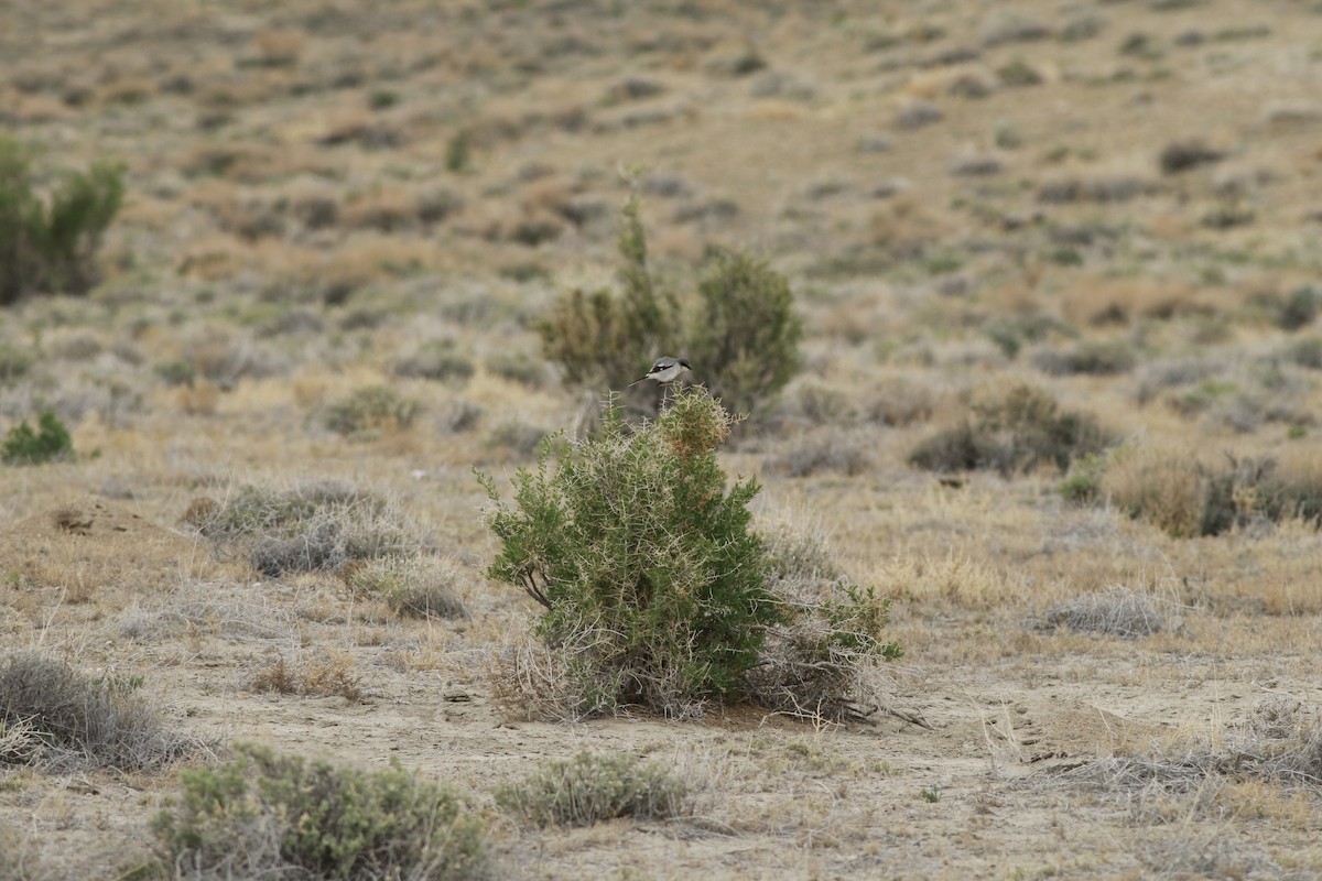 Loggerhead Shrike - ML647739078