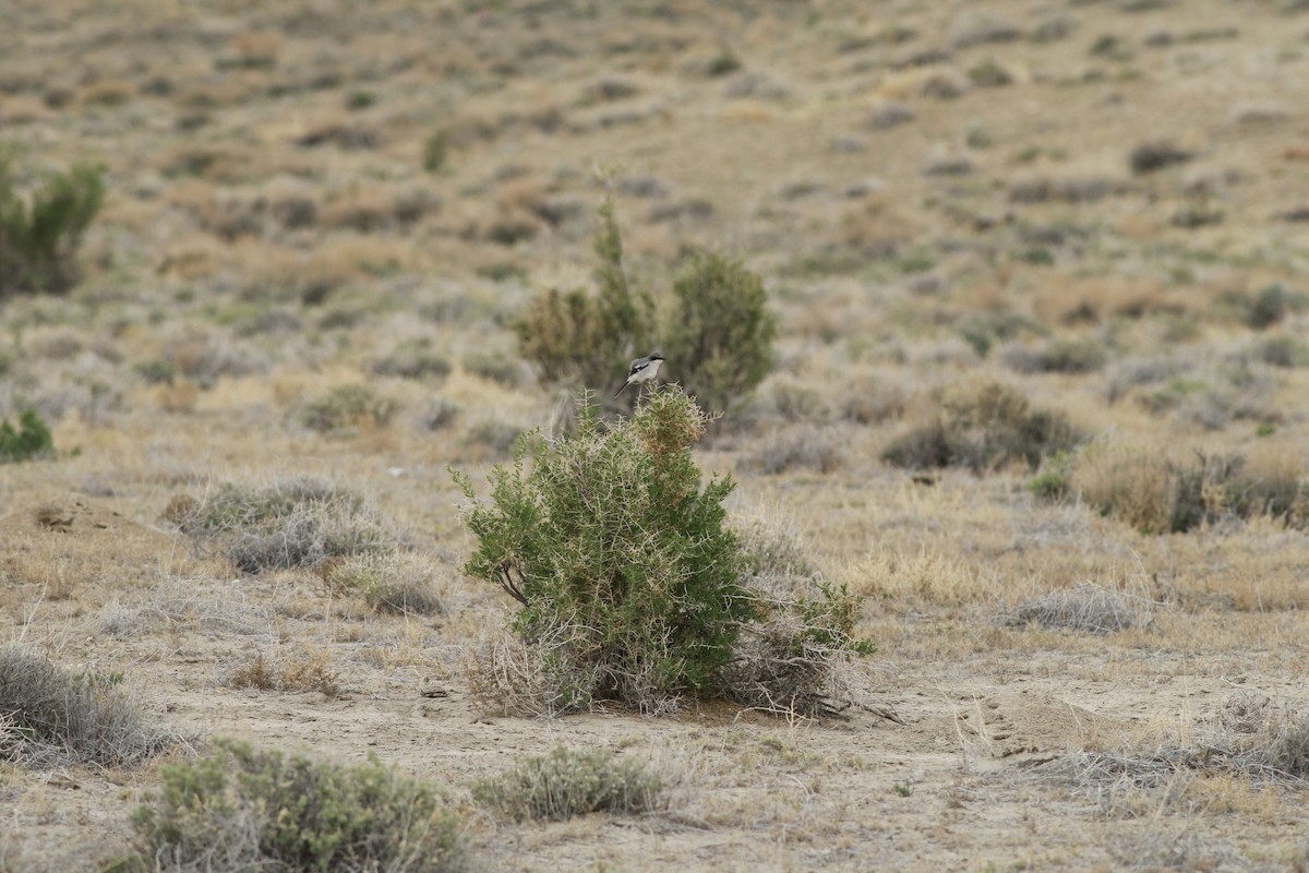 Loggerhead Shrike - ML647739079