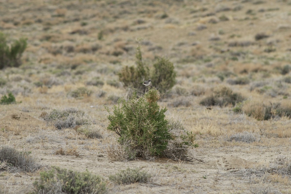 Loggerhead Shrike - ML647739080