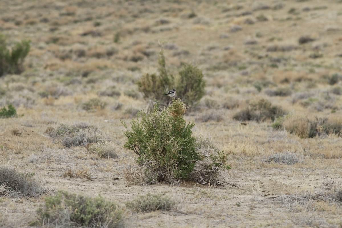 Loggerhead Shrike - ML647739081