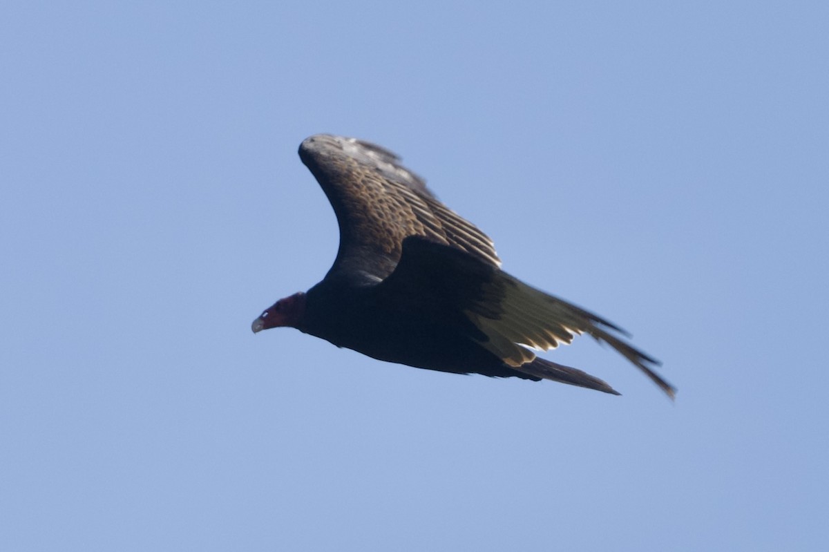 kondor krocanovitý - ML647739083