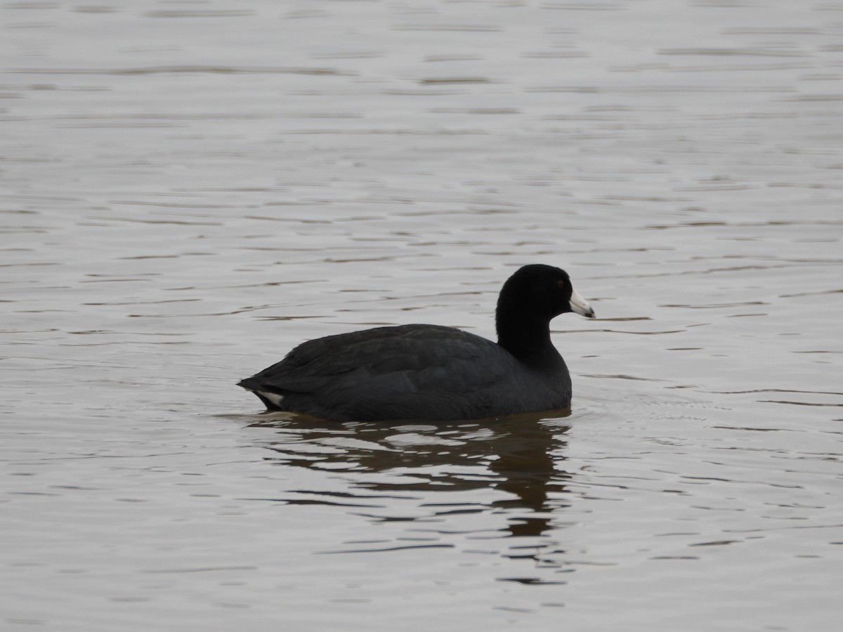 Foulque d'Amérique - ML647739091
