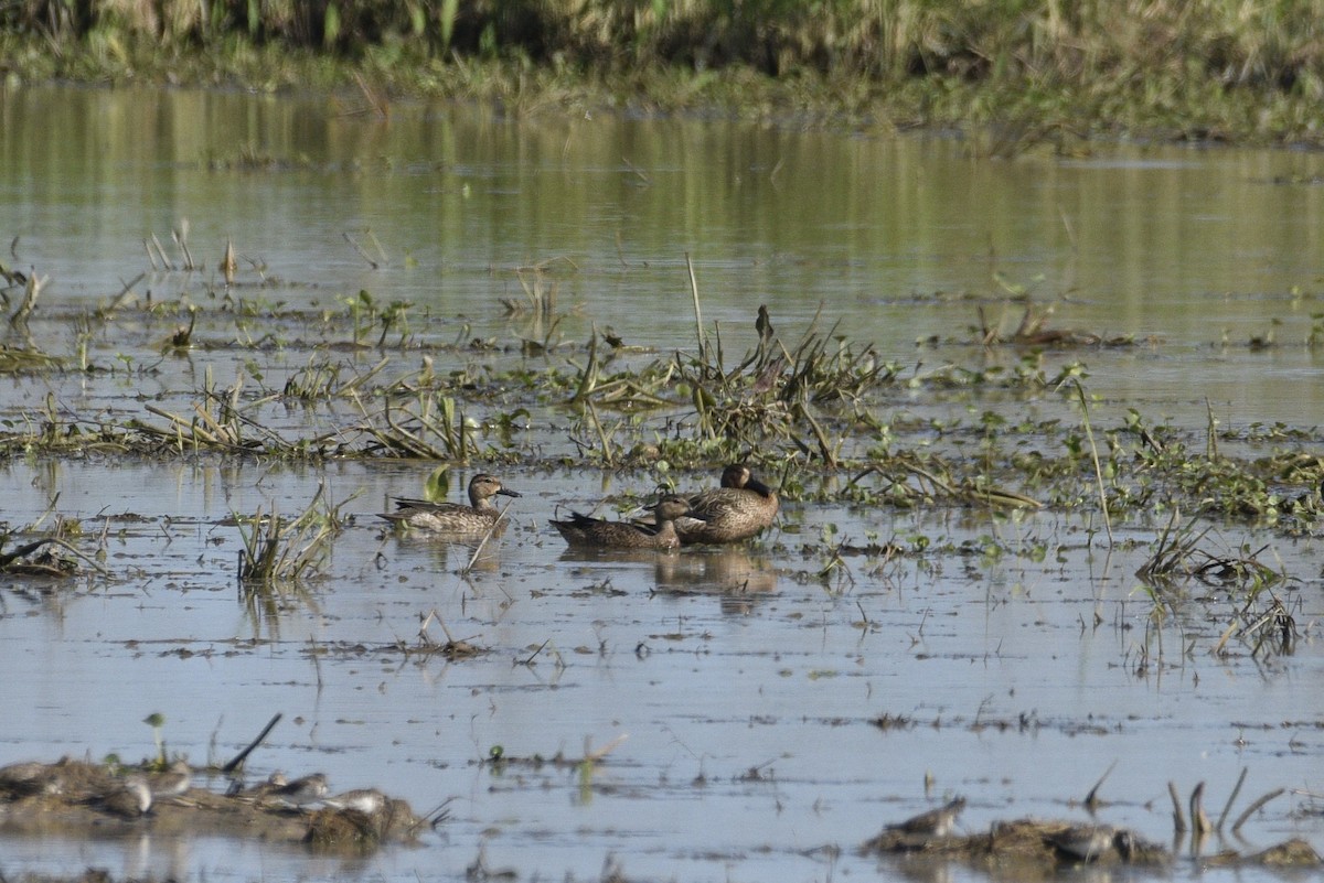 Blue-winged Teal - ML647739094