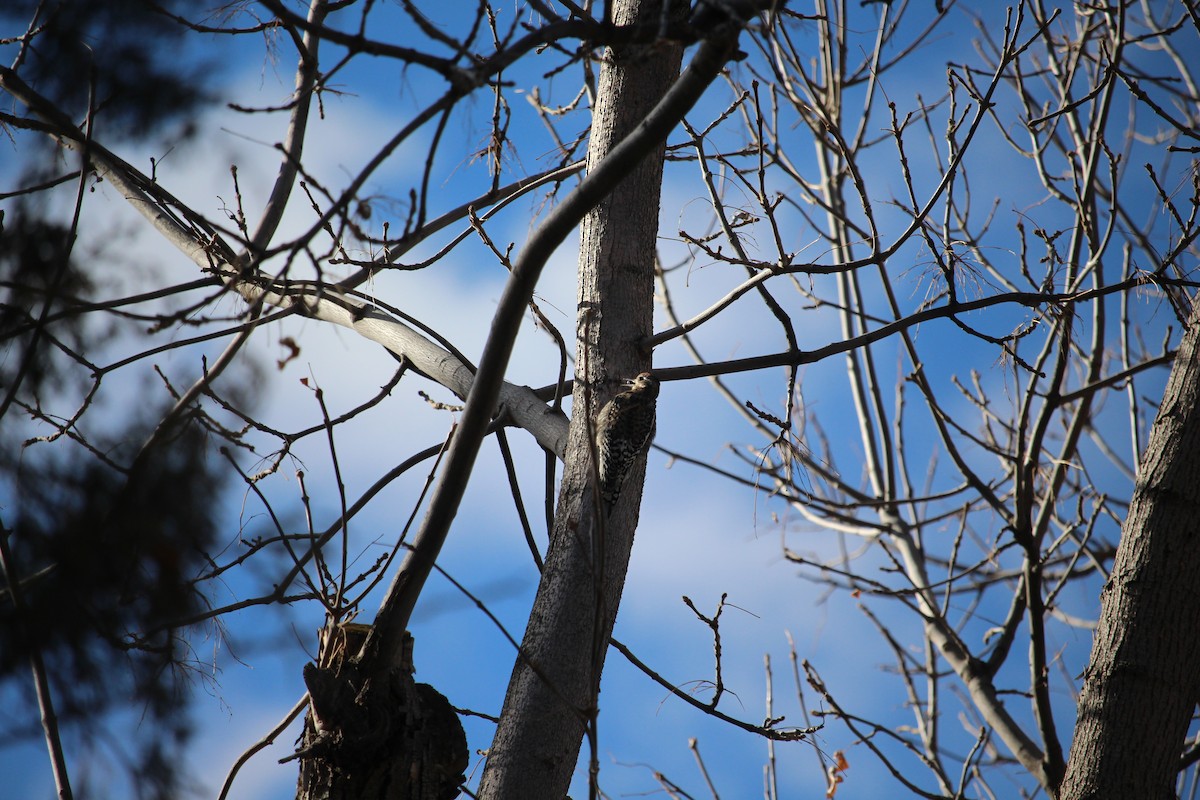 Yellow-bellied Sapsucker - ML647739111