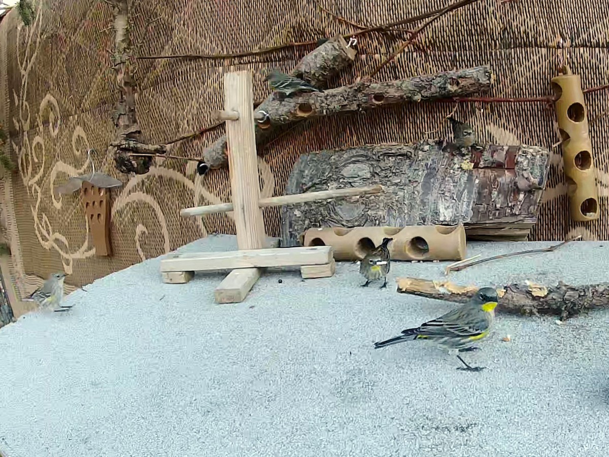 Yellow-rumped Warbler - ML647739123