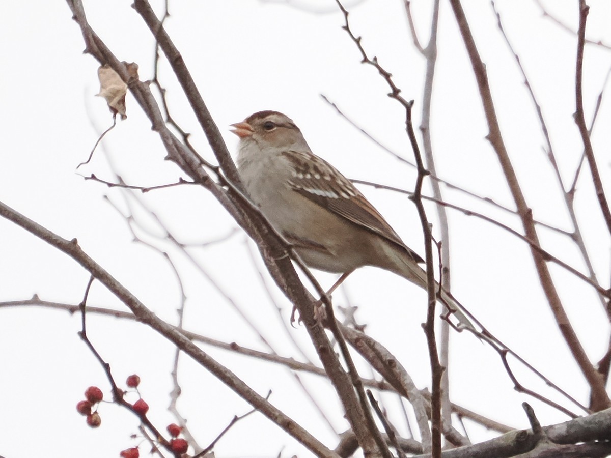 White-crowned Sparrow - ML647739125