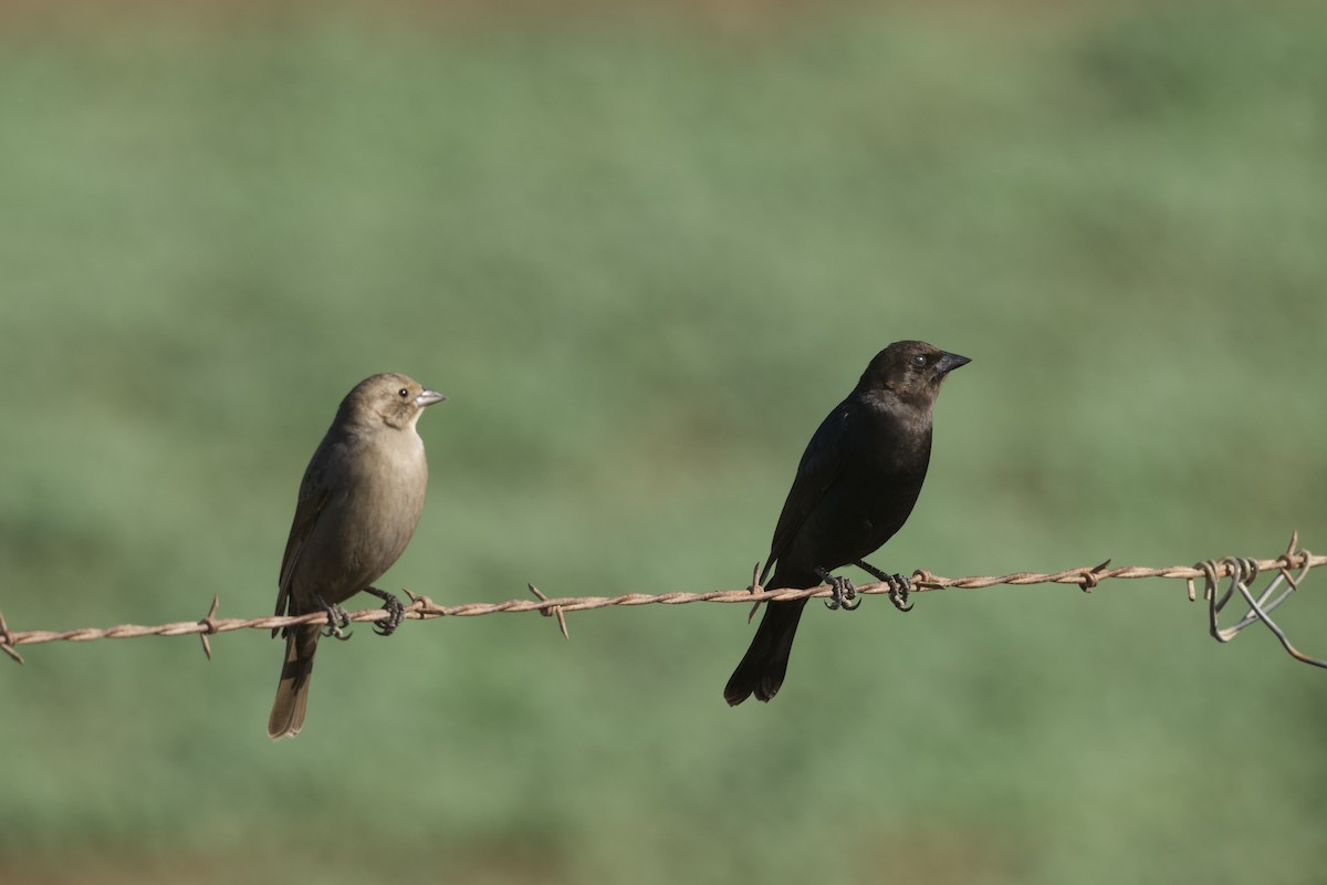 Braunkopf-Kuhstärling - ML647739144