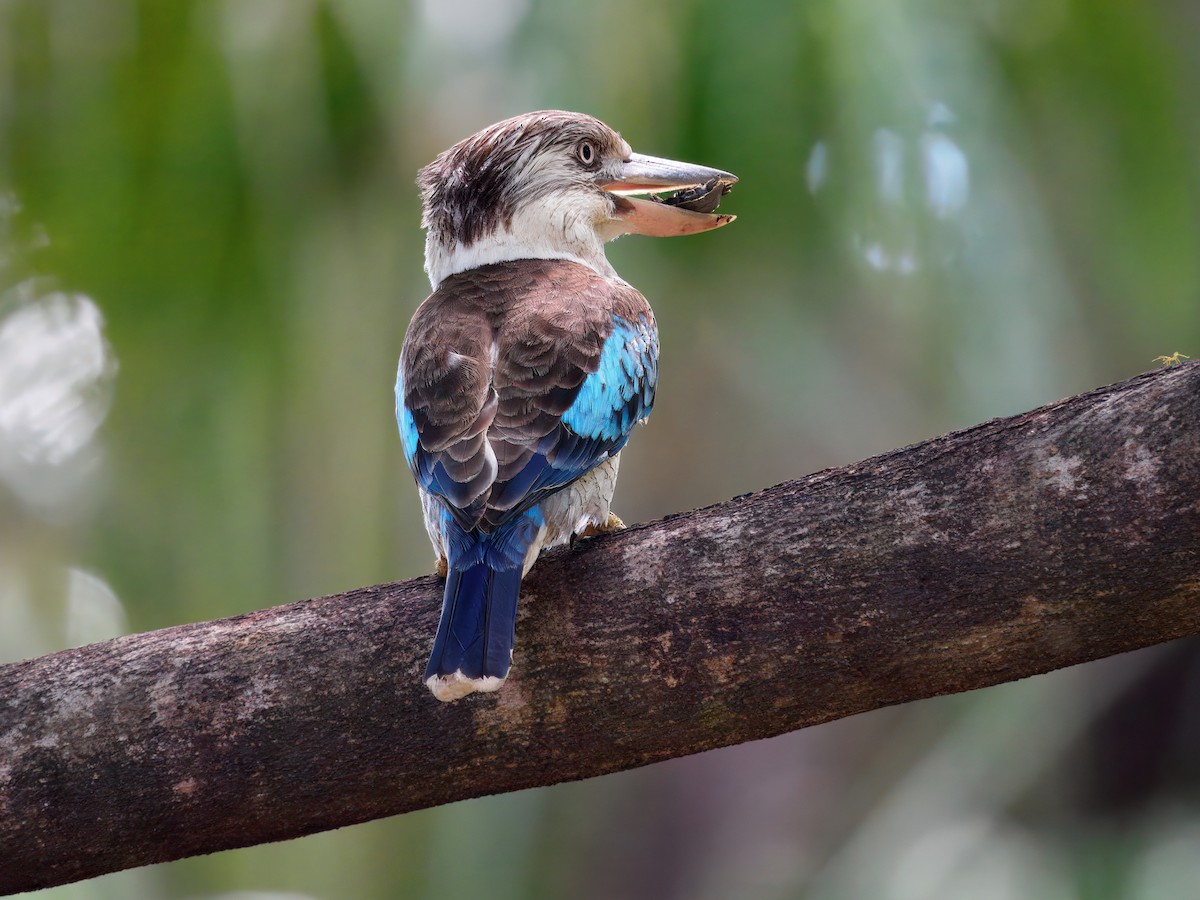 Blue-winged Kookaburra - ML647739146