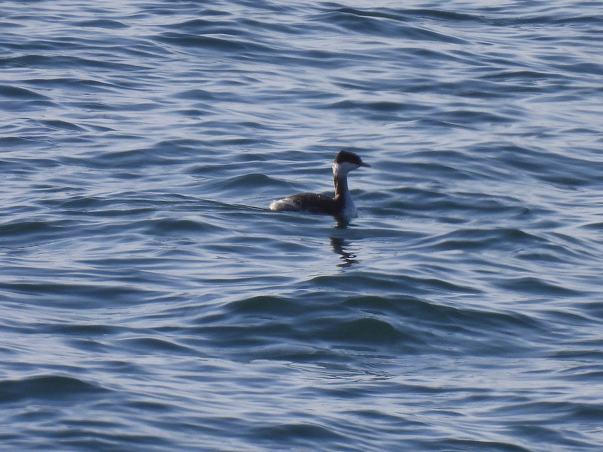 Красношейная поганка - ML647739147