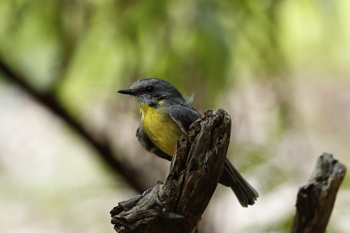 Eastern Yellow Robin - ML647739172