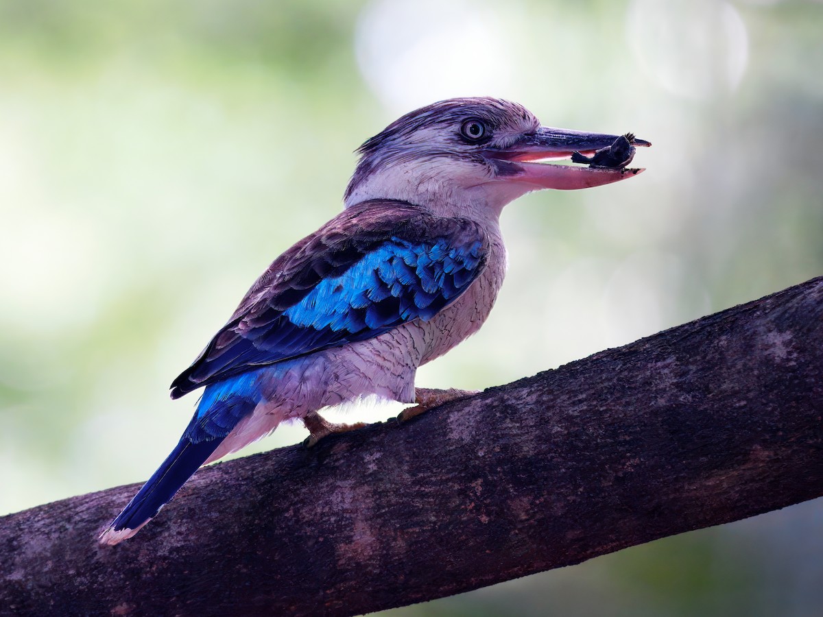 Blue-winged Kookaburra - ML647739178