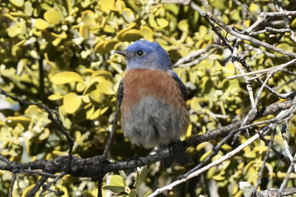 Western Bluebird - ML647739181