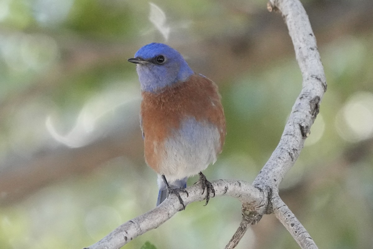 Western Bluebird - ML647739182