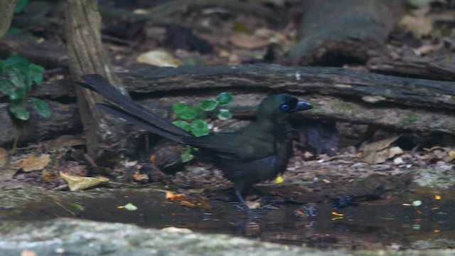 Racket-tailed Treepie - ML647739197