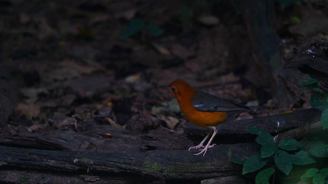 Orange-headed Thrush (Orange-headed) - ML647739207