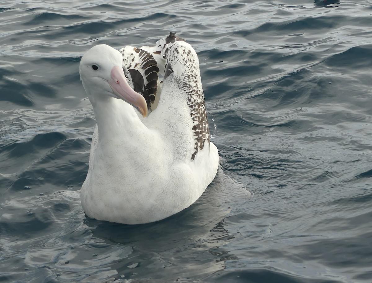 Antipodean Albatross (Gibson's) - ML647739209
