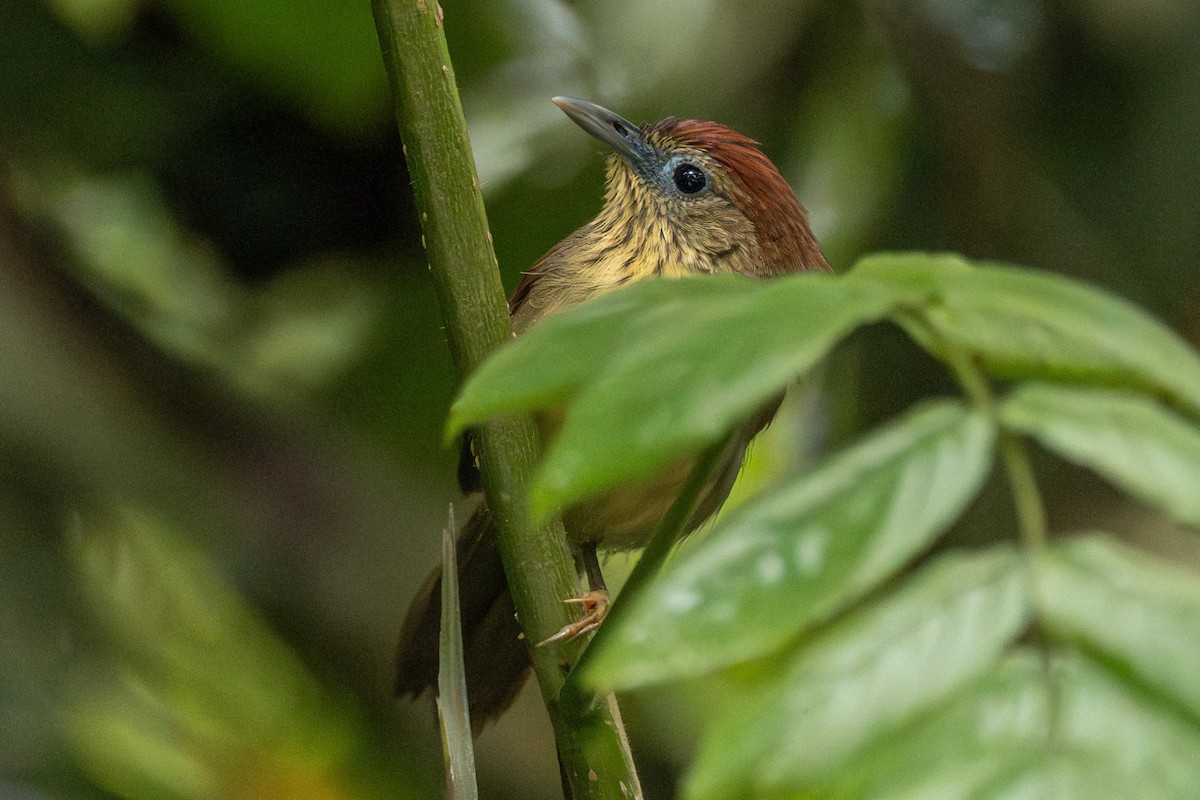Pin-striped Tit-Babbler - ML647739217