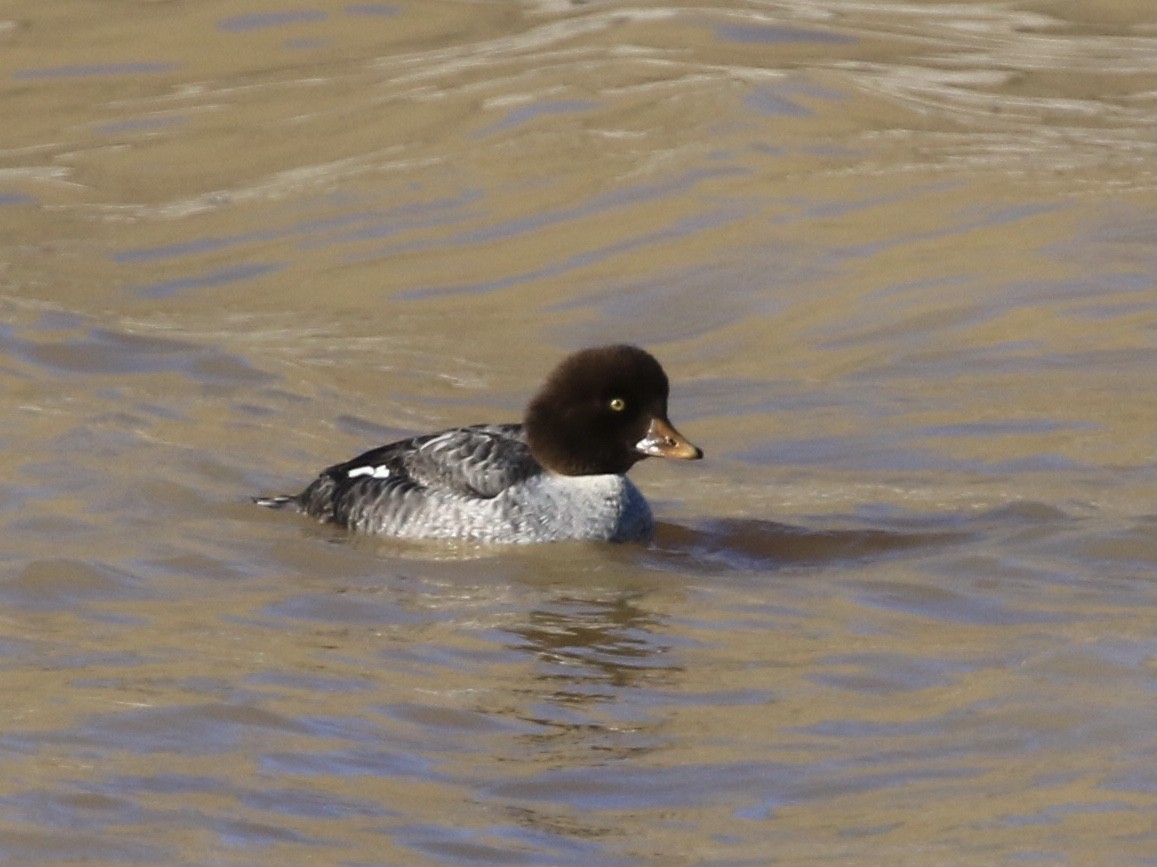 キタホオジロガモ - ML647739228