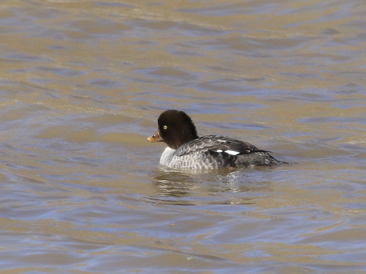 キタホオジロガモ - ML647739229