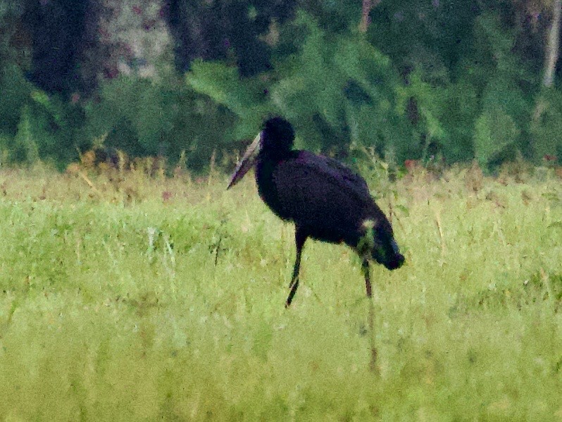 African Openbill - ML647739232