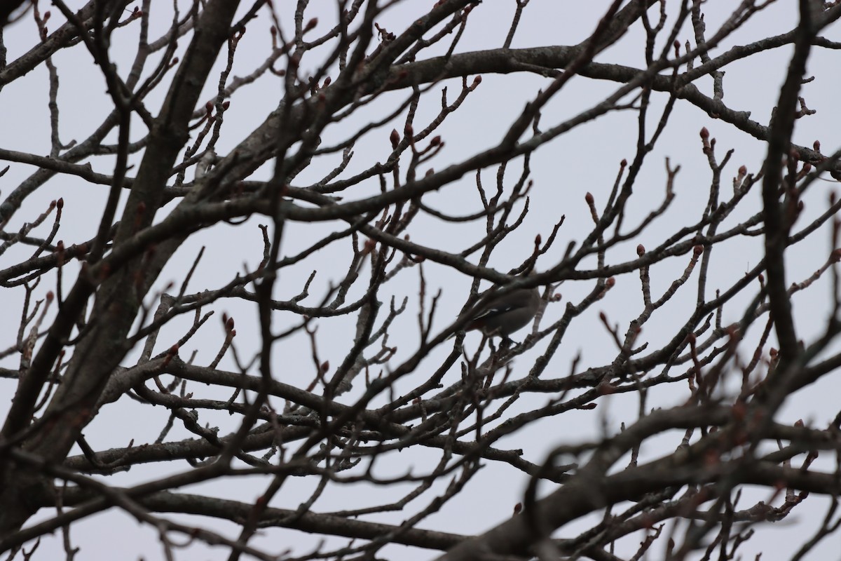 Bohemian Waxwing - ML647739240