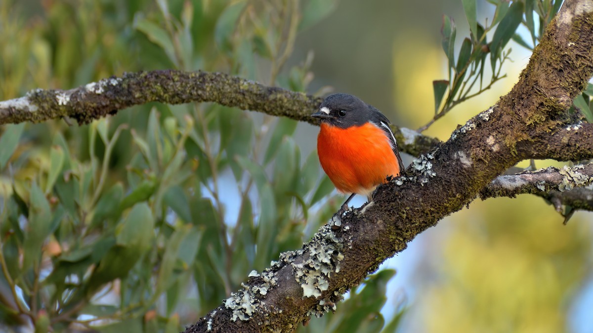 flammeflueskvett - ML647739249