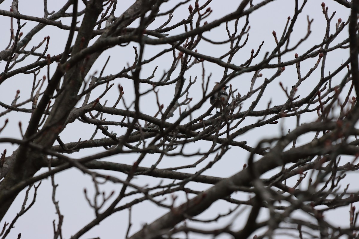 Bohemian Waxwing - ML647739252