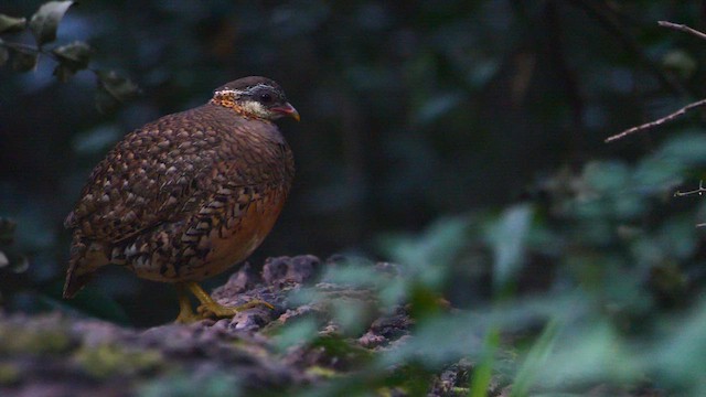 Scaly-breasted Partridge (Green-legged) - ML647739292