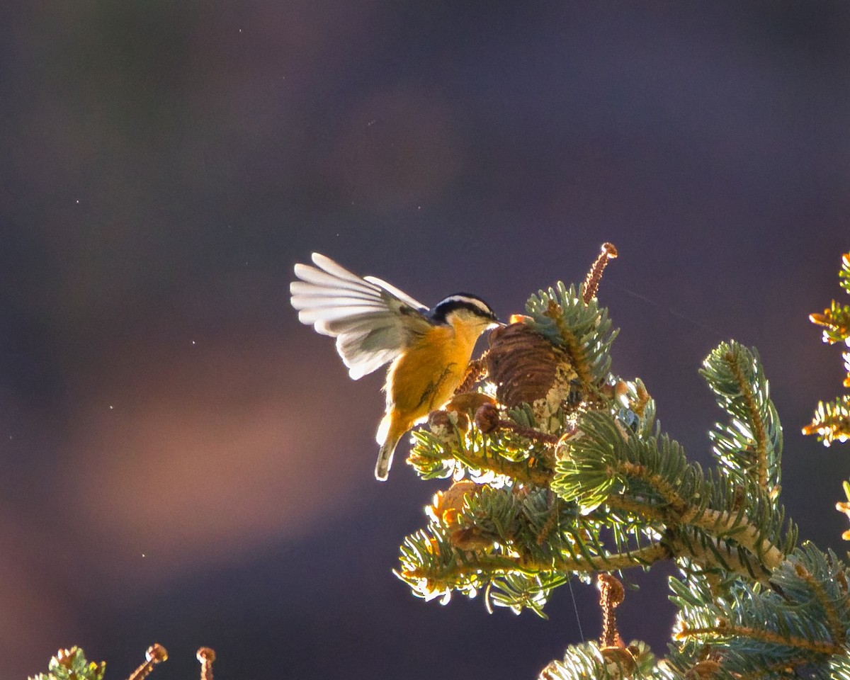 Red-breasted Nuthatch - ML647739297