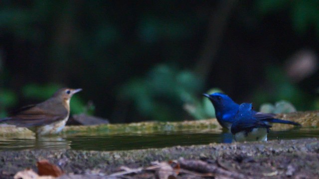 Siberian Blue Robin - ML647739298