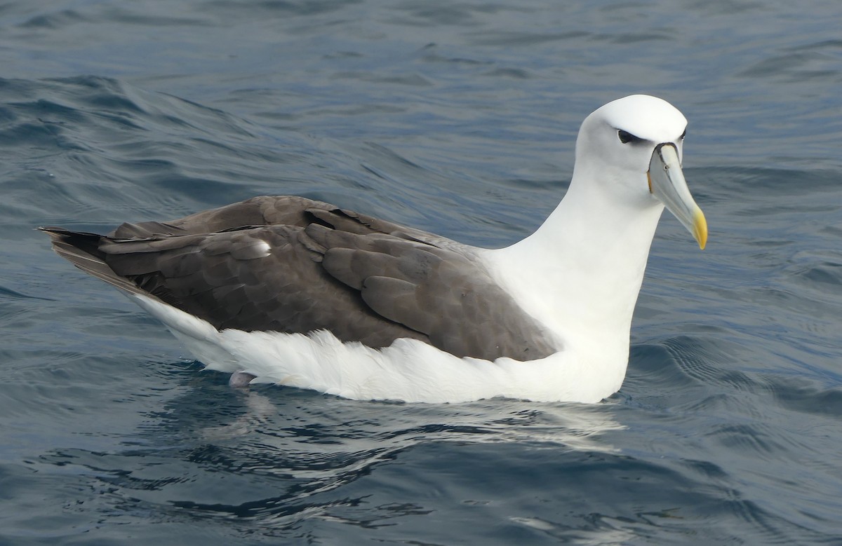 White-capped Albatross - ML647739300