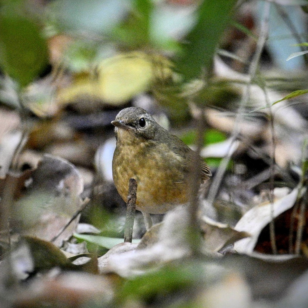 Indian Blue Robin - ML647739323