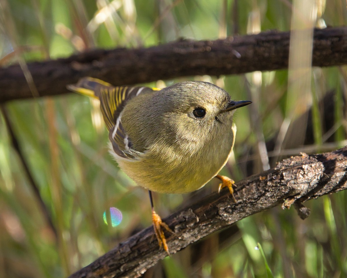 Ruby-crowned Kinglet - ML647739328