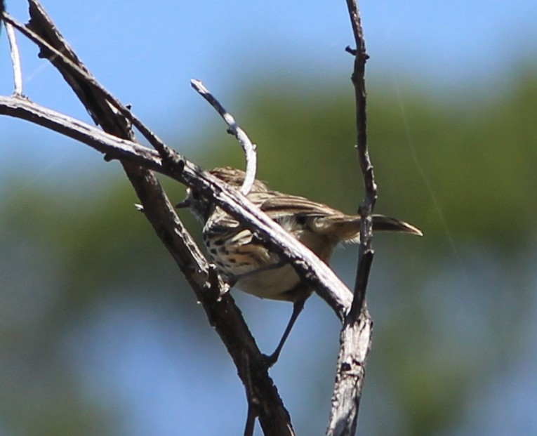 Speckled Warbler - ML647739329