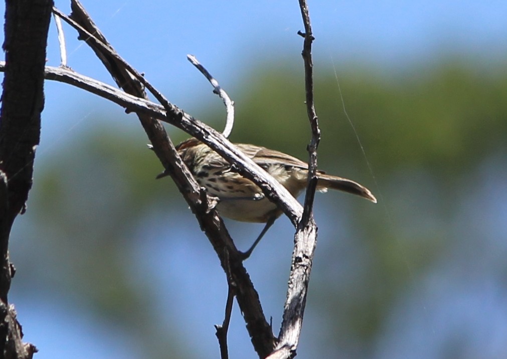 Speckled Warbler - ML647739330