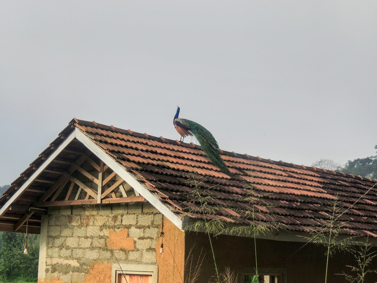 藍孔雀 - ML647739332