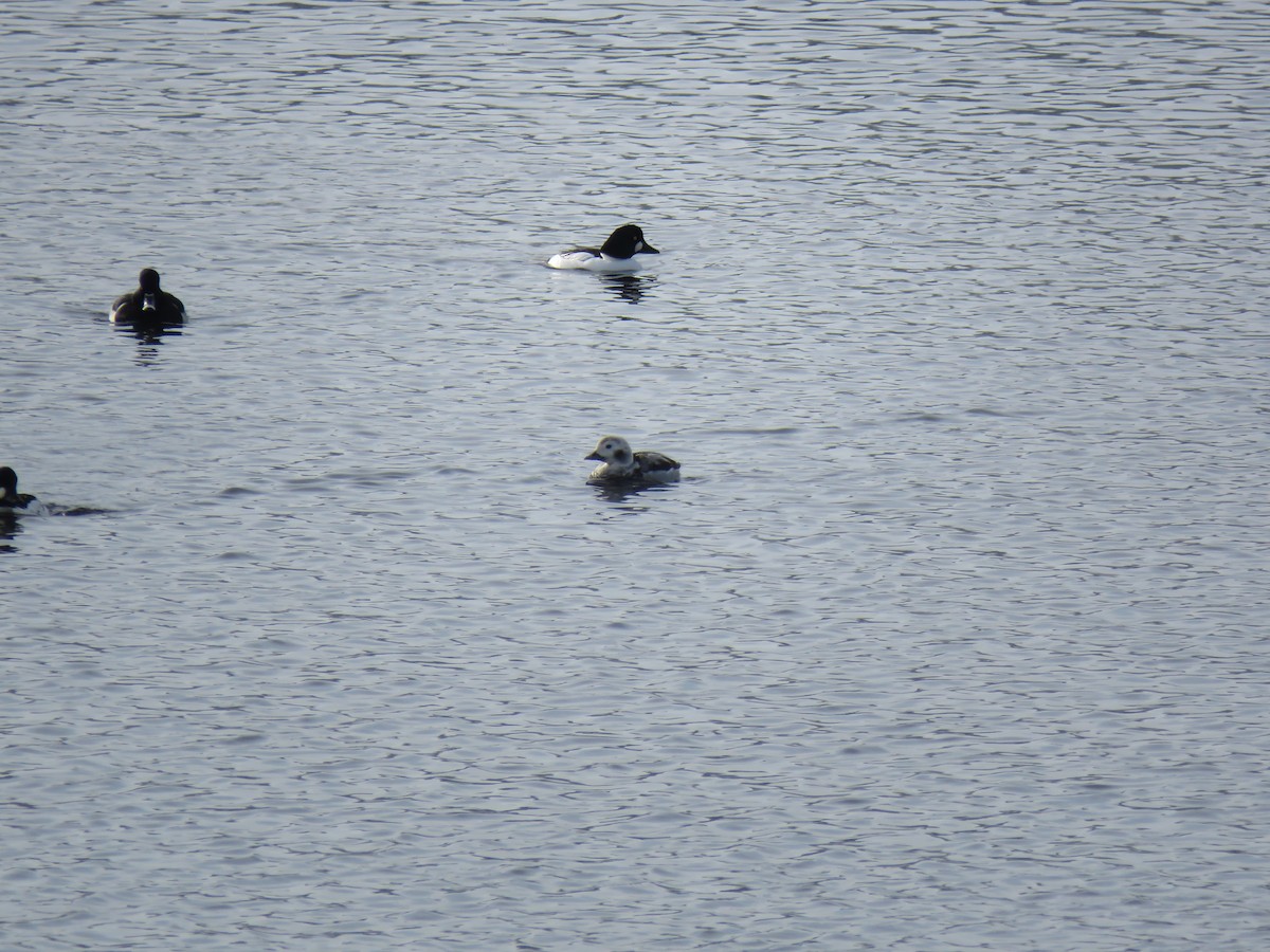 長尾鴨 - ML647739334