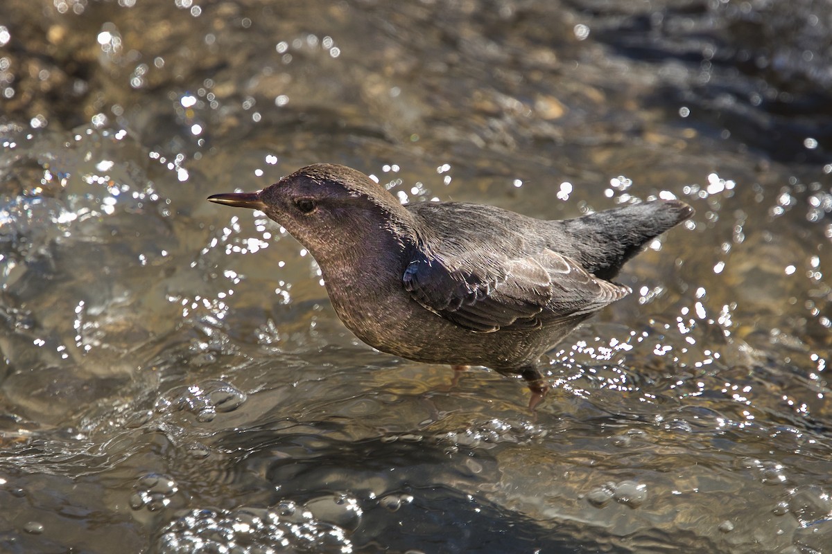American Dipper - ML647739335