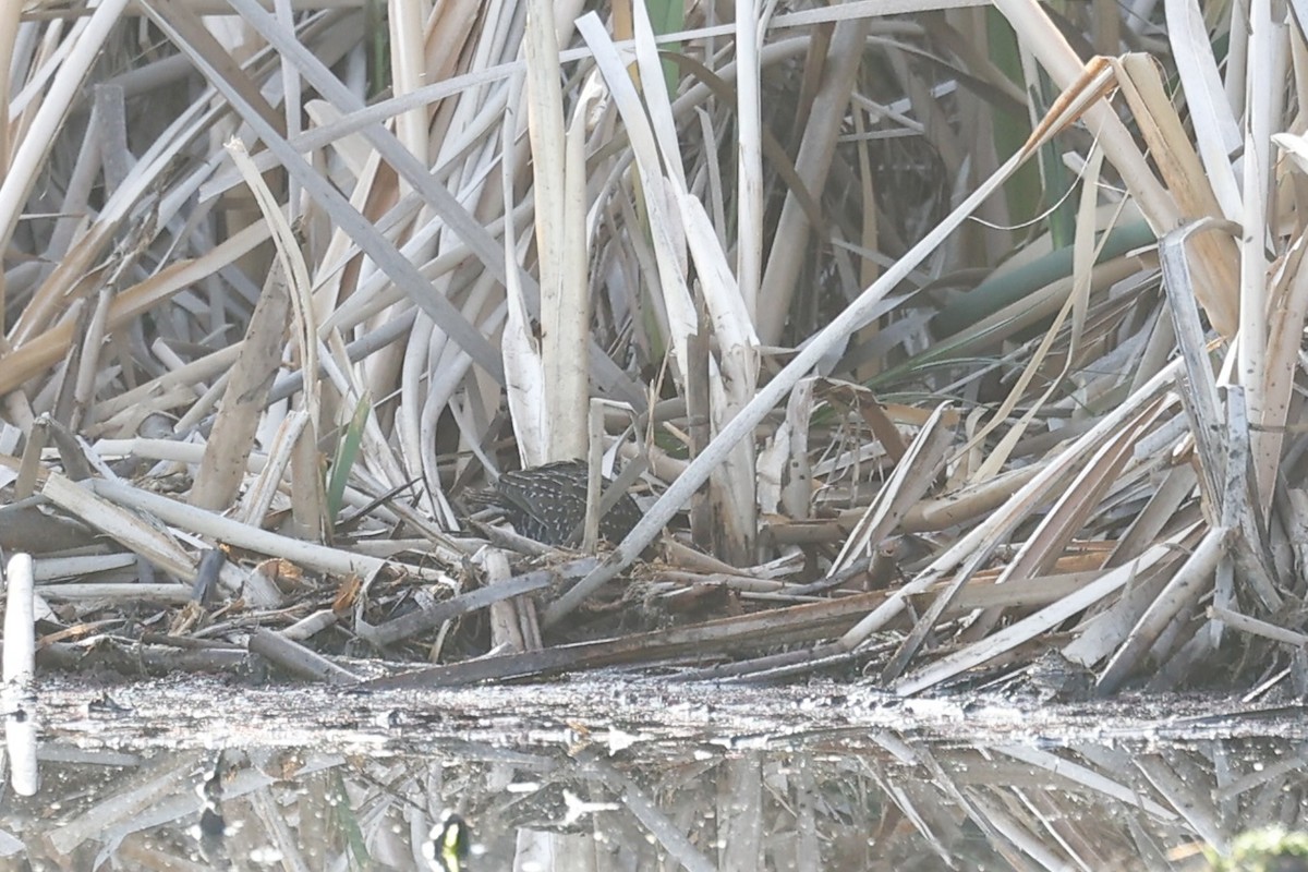 Australian Crake - ML647739340