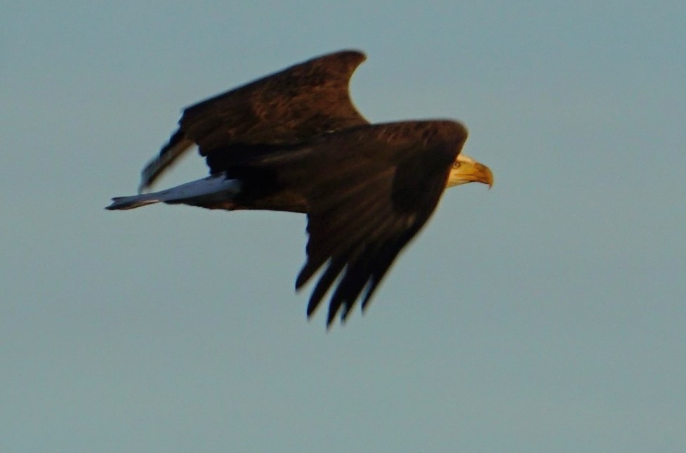 Bald Eagle - ML647739341