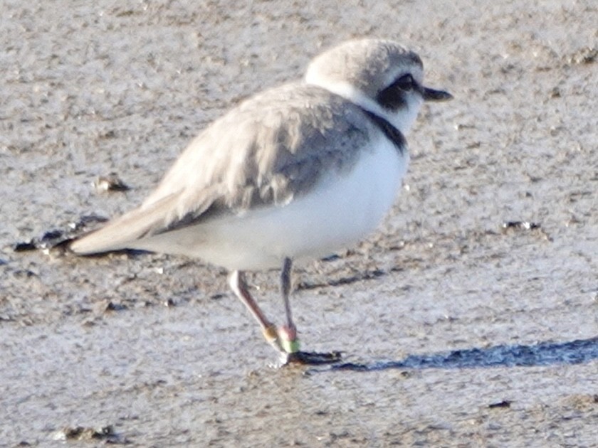 Snowy Plover - ML647739342