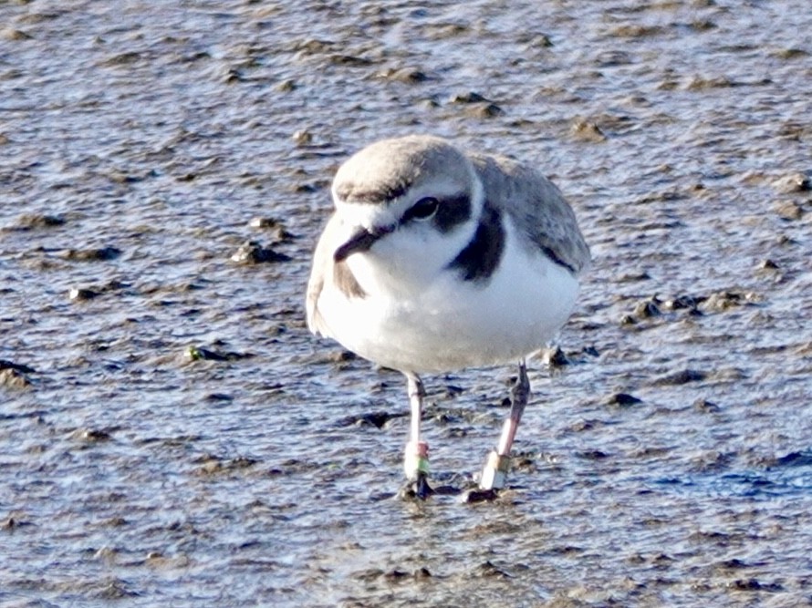 Snowy Plover - ML647739343