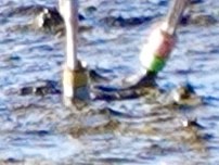 Snowy Plover - ML647739344