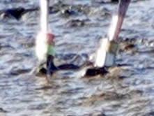 Snowy Plover - ML647739345