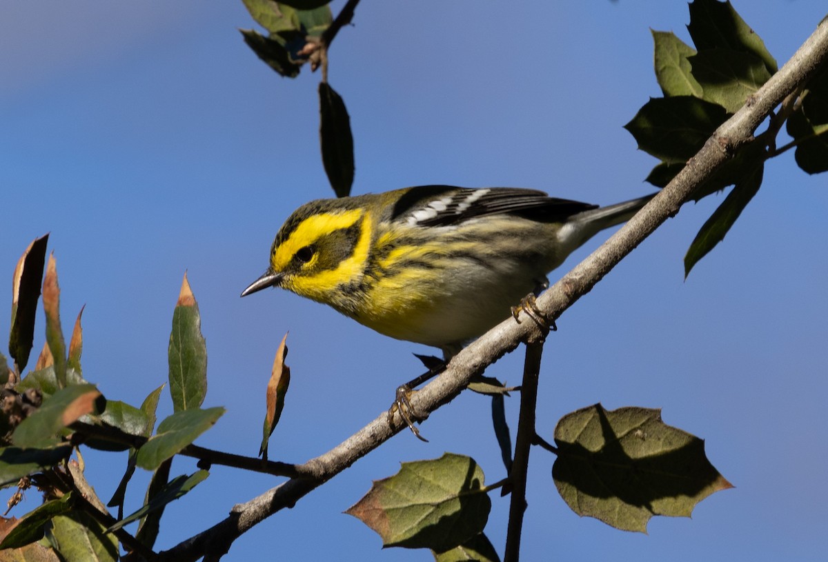 Townsend's Warbler - ML647739346