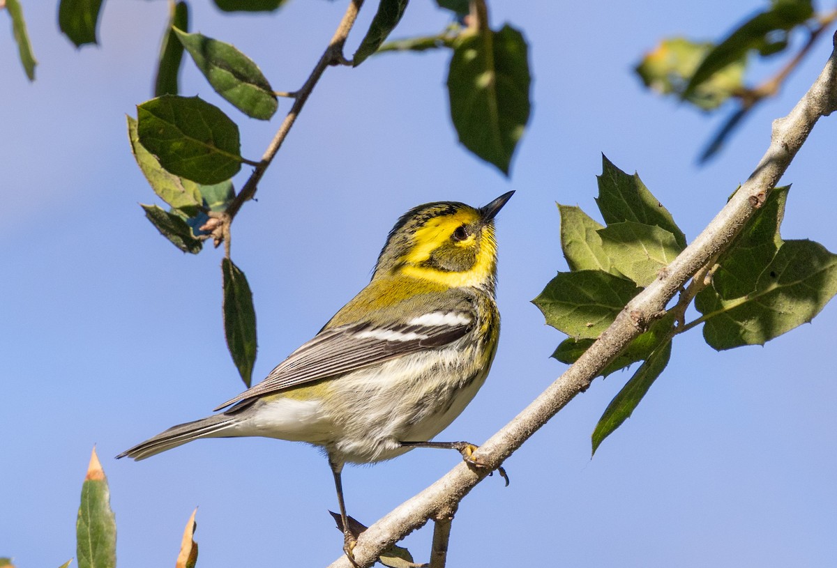 Townsend's Warbler - ML647739347