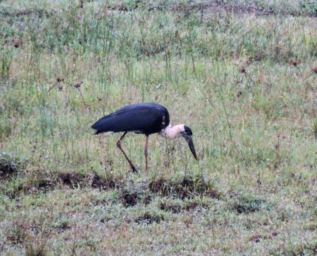Asian Woolly-necked Stork - ML647739348