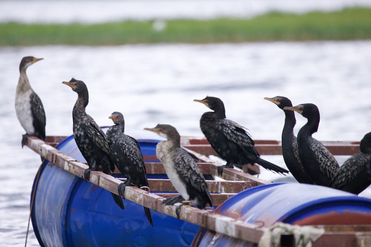 Reed Cormorant - ML647739349